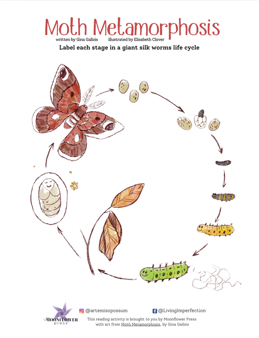 Lesson Plans: Moth Metamorphosis