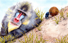 The mandrill wants to know how Steve finds his way!